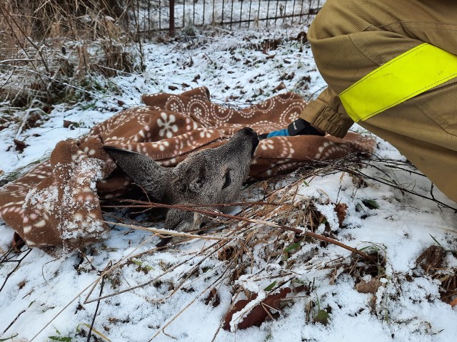 Strażacy z jednostki OSP w Winiarach (gmina Gdów) ocalili sarnę, która zaklinowała się w ogrodzeniu. Do zdarzenia doszło 18 stycznia po południu w Hucisku