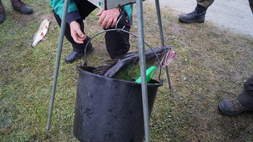 Rybnik: Wielkie okazy na zawodach wędkarskich