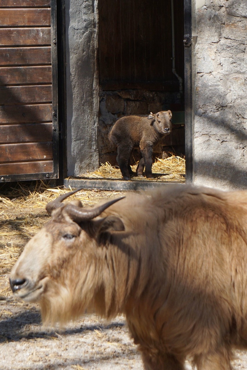 Takin złoty przyszedł na świat we wrocławskim zoo.  Przypomina krzyżówkę kozy, antylopy i niedźwiedzia