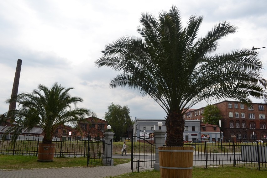 Palmy w Gliwicach jak w tropikach [ZDJĘCIA]
