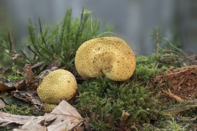 Trufle to bardzo cenne grzyby. Spotyka się je bardzo rzadko, ale jest wiele pospolitych gatunków, które bywają z nimi mylone, jak np. tęgoskóry (na zdjęciu).