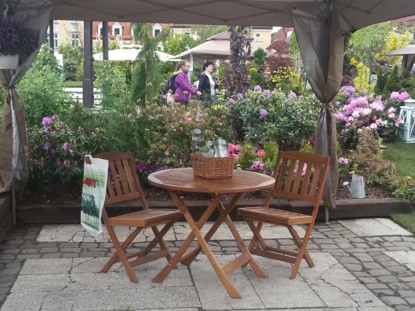 Rynek w Pszczynie na Daisy Days zmienił się w ogród