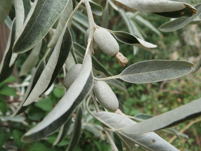 Owoce oliwnika
Oliwnik – krzew, który nie rodzi oliwek