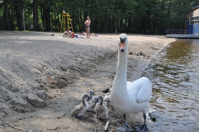 Szczecinecka plaża Lechia już otwarta. 