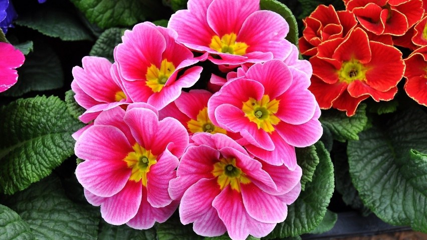 Pierwiosnki to wdzięczne kwiaty o przepięknych kolorach....