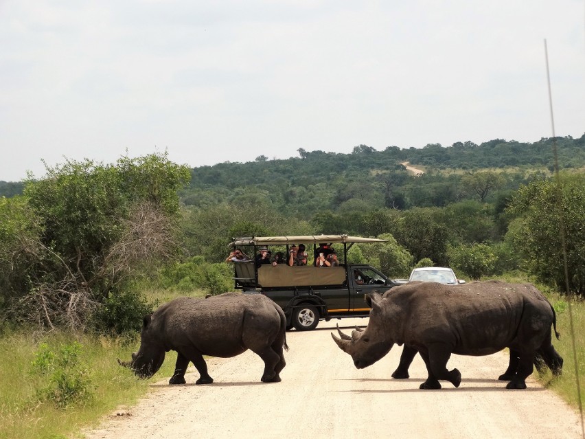 Jak nie dałem się pożreć lwom - safari w ostoi afrykańskich...