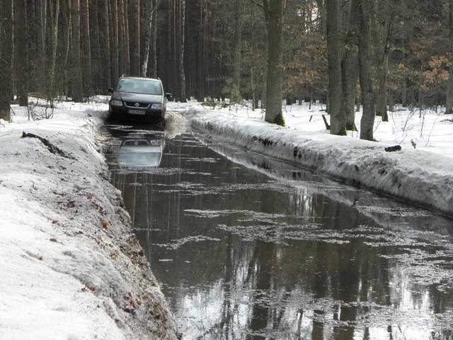 Droga leśna w Zawiszynie