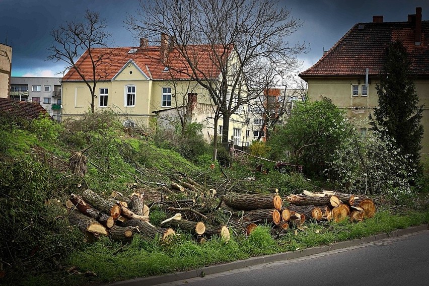 Dziesiątki drzew wycięte na Karłowicach. Mogą tam powstać mieszkania