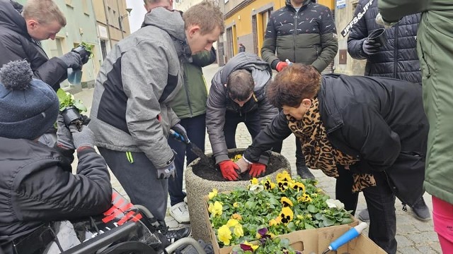 Sadzenie bratków przy ul. Słowackiego w Żaganiu, przez młodzież z SOSW