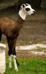 W zamojskim zoo na świat przyszły trzy rysie i lama