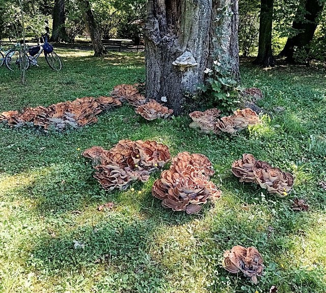 Flagowiec Olbrzymi. Zespół owocników w parku Szczytnickim we Wrocławiu może ważyć ponad 50 kg. Zobacz na zdjęciach, jak prezentuje się ten nietypowy grzyb.