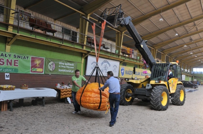 Dynie gigantki na konkurs przywożone są samochodami...