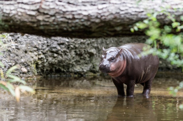 Fupi to hipopotam karłowaty, mniejszy od nilowego, ale nie mniej urodziwy 