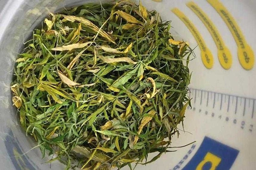 1,5 kg marihuany na Szwederowie w Bydgoszczy. Trzy miesiące aresztu dla mężczyzny