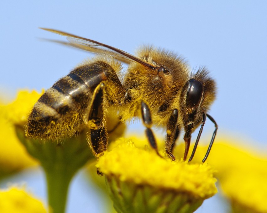 Dimetoat zabił 152 rodziny pszczół. Pszczelarze z...