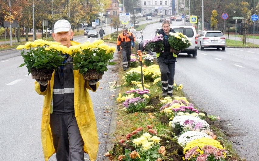 Niesprzedane chryzantemy odkupują miasta lub ich mieszkańcy....