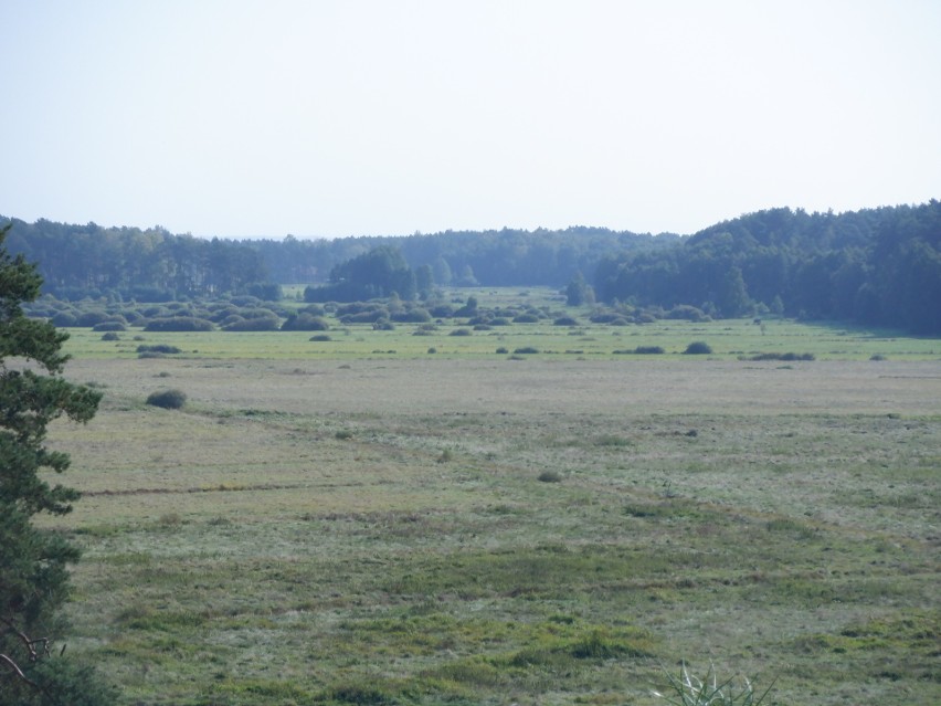 Święta Studnia i łąki ją otaczające, czyli niezgłębione tajemnice Puszczy Bydgoskiej