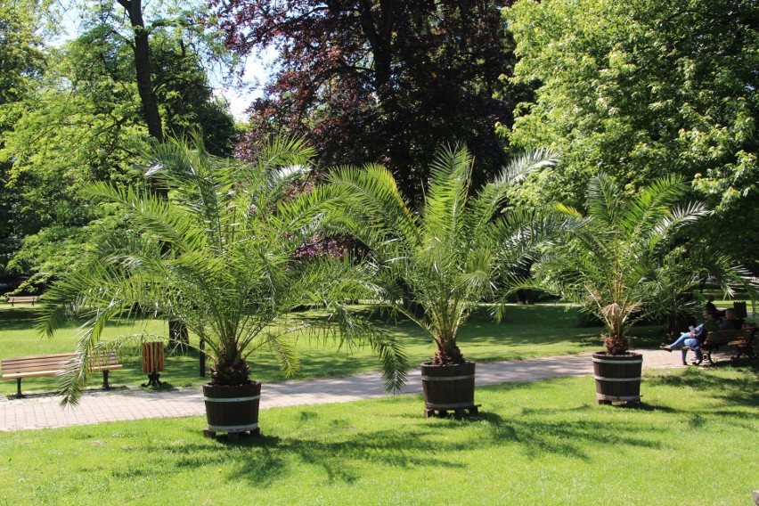 Osiem drzew w Parku Chopina w Gliwicach zostanie wyciętych....