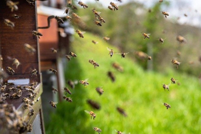 Przeprowadzone badanie wykazało, że podawanie pszczołom oleju z nawrotu polnego może pomóc im walczyć z zatruciami pestycydami.