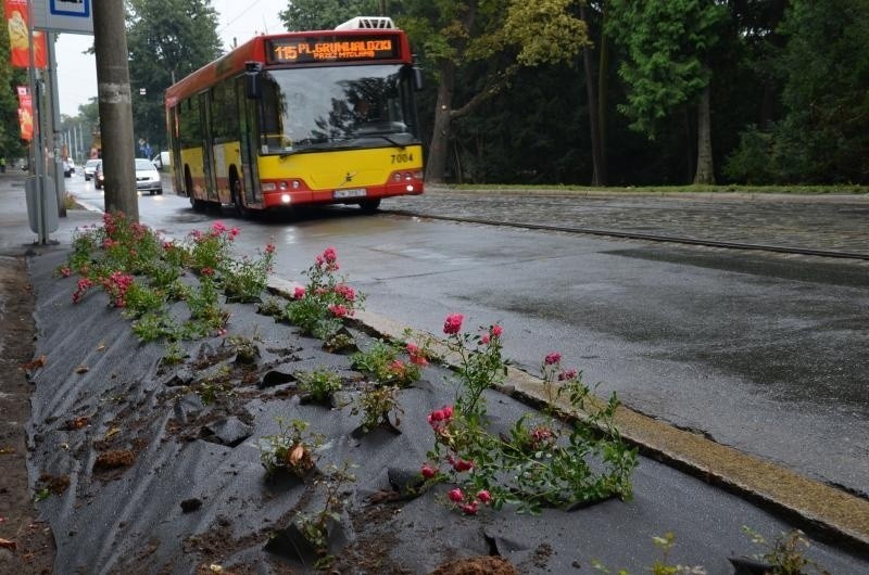 Mistrzostwa Świata w Siatkówce 2014: Tysiące kwiatów powitają kibiców (ZDJĘCIA)