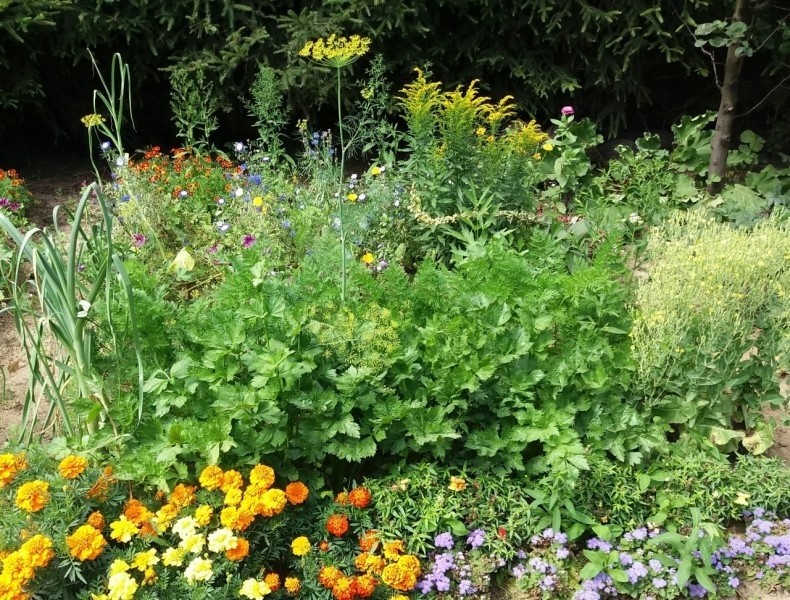 W wiejskim ogrodzie można łączyć rośliny ozdobne i użytkowe,...