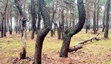 Tańczący bór w Zielonej Górze to teraz pomnik przyrody. Warto się tu wybrać i... zatańczyć wśród dziwnych drzew. A dlaczego takie są?