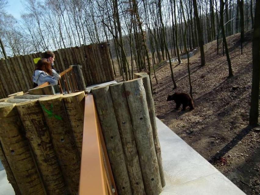 Niedźwiedziarnia w Poznaniu wkrótce zacznie się powiększać
