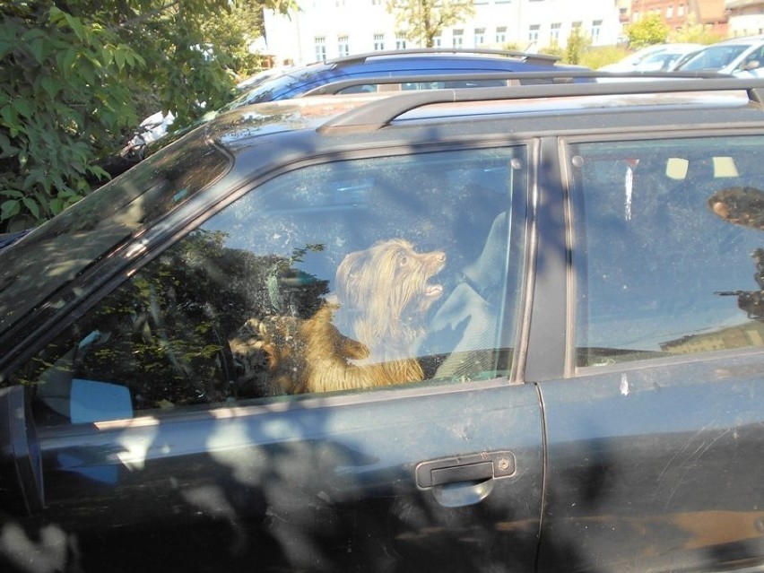 Na parkingu w Wejherowie. Zostawił psa w samochodzie i...