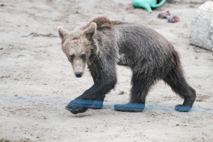 Nowe Zoo: Niedźwiadka Cisna miała gości z Bieszczad