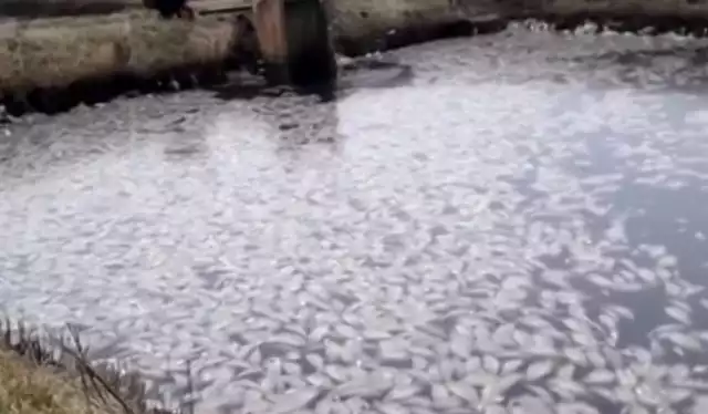 Zanieczyszczona woda w Szabasówce i mnóstwo śniętych ryb.