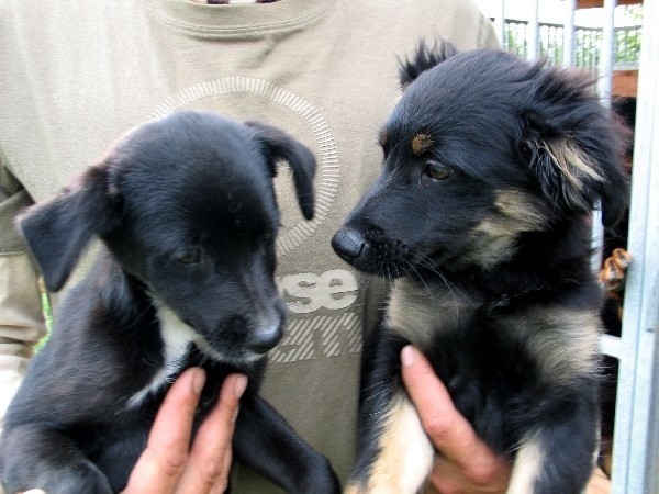 Rozpoczynamy kolejną edycją akcji adopcji psów ze schroniska...