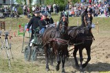 Gostkowo pod Toruniem. Mecenas i Meron pędzą 50 km na godzinę