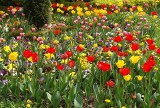 Co kwitnie w maju? Oto najpiękniejsze kwiaty maja. Sprawdź, co warto mieć w ogrodzie i na balkonie. Pięknie kwitną i są łatwe w uprawie