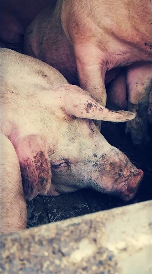 Obrońcy praw zwierząt: Nasz aktywista zaatakowany przez kierowcę ciężarówki ze świniami [WIDEO]
