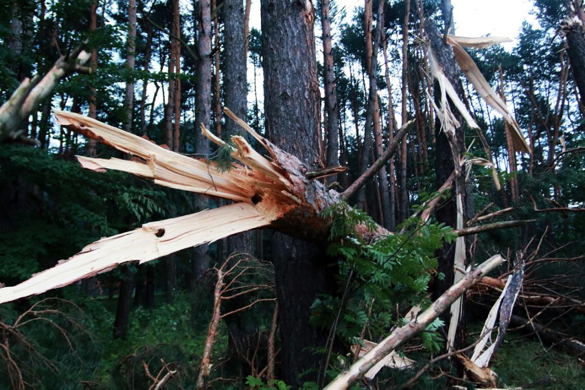 Piwniczna. 40 sekund horroru. Dobę po katakliźmie zniszczony las przeraża [ZDJĘCIA]