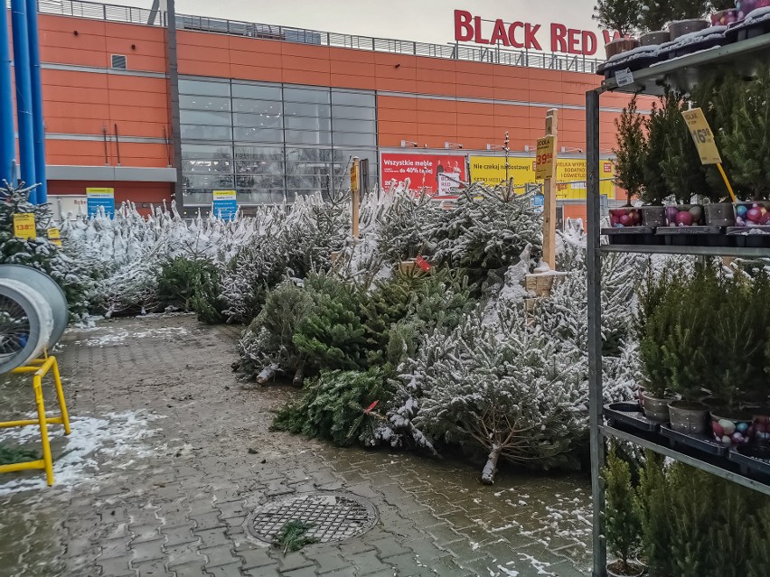 Kraków. Już są! Żywe choinki trafiły do sprzedaży. Gdzie kupimy jodłę kaukaską, świerk i inne drzewka? Ile kosztują? [ZDJĘCIA, CENY]