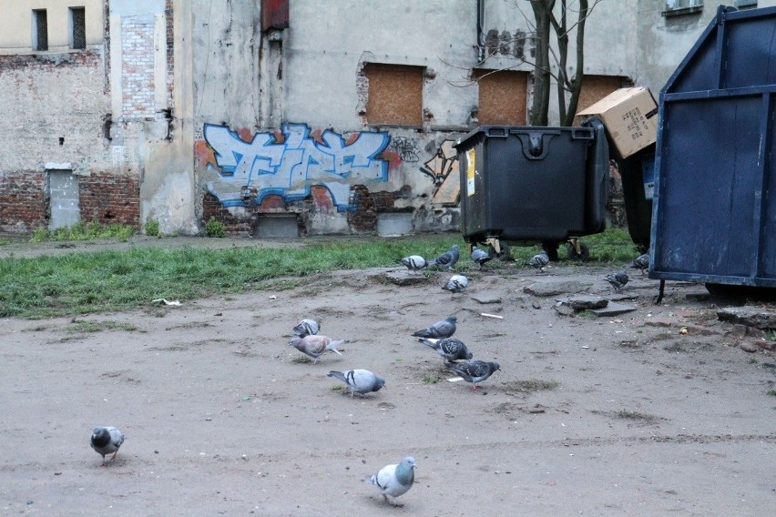 Obraz nędzy i rozpaczy. Zobacz, jak wyglądają podwórka w centrum Wrocławia (ZDJĘCIA)