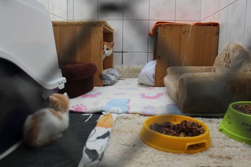W Łodzi na śmietniku znaleziono kosz na brudną bieliznę, w którym ktoś umieścił dwie karmiące kotki i ich cztery małe kocięta