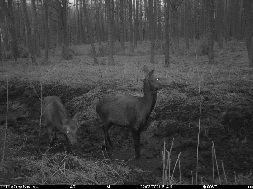 Co robią zwierzęta nocą? Zobacz niesamowite zdjęcia przyrody z fotopułapki!