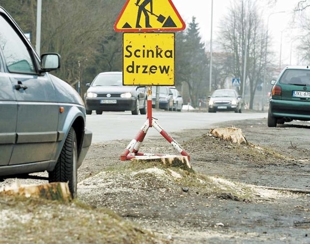 Z ulicy Starynowskiej wycinane są dorodne, w większości zdrowe jesiony. Do końca roku w miejscu, gdzie rosły, będzie chodnik i zatoczki postojowe. 