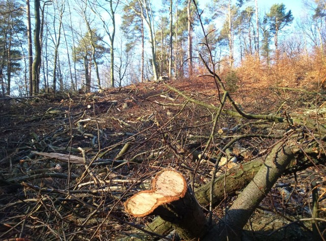 - Naszym celem jest przypomnienie i zwrócenie uwagi mieszkańcom Trójmiasta, że park krajobrazowy nie powinien być traktowany jak las gospodarczy, a ilość wycinanego drewna nie powinna rosnąć wraz z każdym kolejnym planem urządzenia lasu- mówią organizatorzy marszu