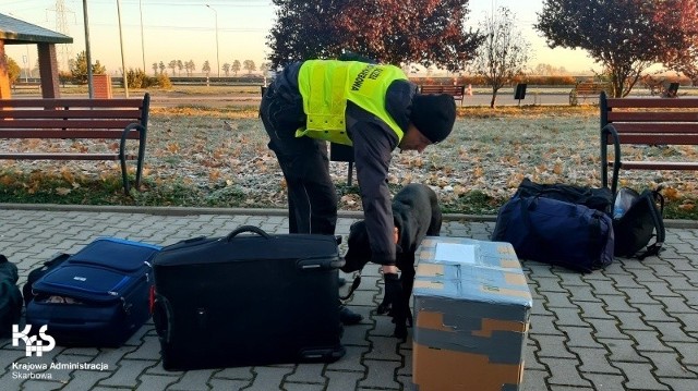 Schował marihuanę do kapsułek piorących. To nie uchroniło go przed wpadką