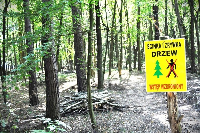 Nadleśnictwo Kluczbork wprowadziło okresowy zakaz wstępu do lasu. Takie tabliczki pojawiły się tam, gdzie on obowiązuje.