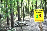 Zakaz wstępu do lasu w Nadleśnictwie Kluczbork. To efekt niedawnych burz i nawałnic