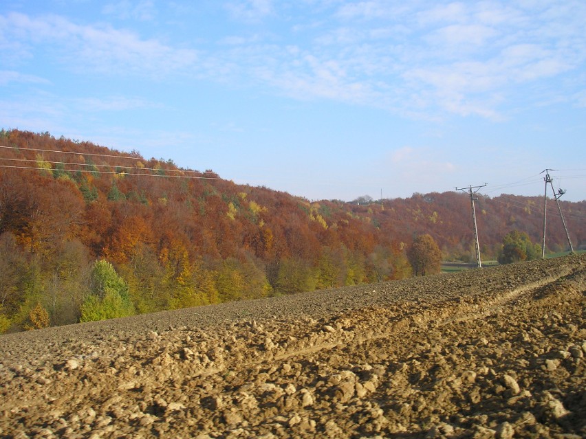 Gleby w Polsce. 90 proc. powierzchni kraju to grunty rolne i leśne. Na mieszkańca przypada prawie hektar ziemi