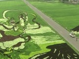 Dzieła sztuki z ryżu [WIDEO]