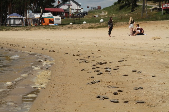Na całej szerokości linii brzegowej zalewu w Chańczy znajdują się martwe małże, które kilka dni temu wyrzuciła woda.