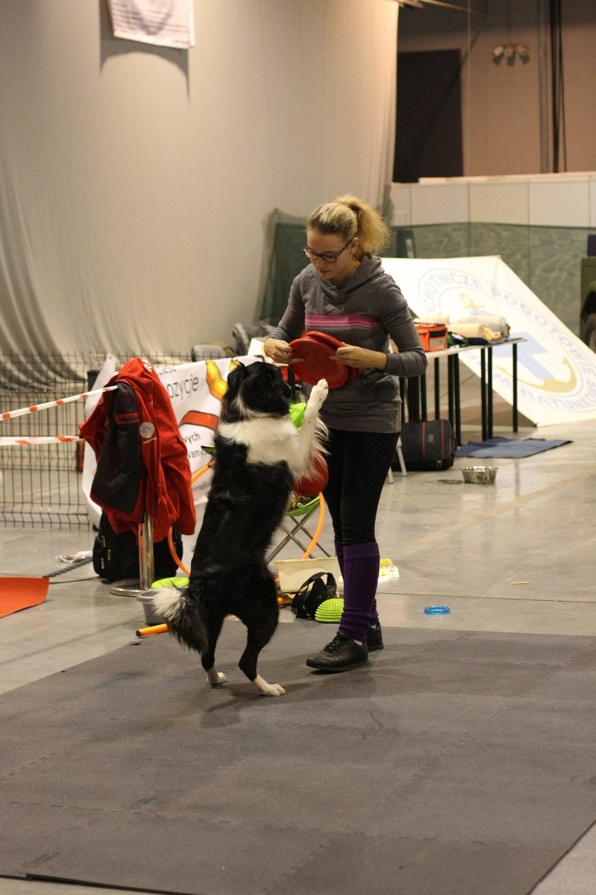 Gramy dla Julki. Impreza charytatywna w Expo Silesia