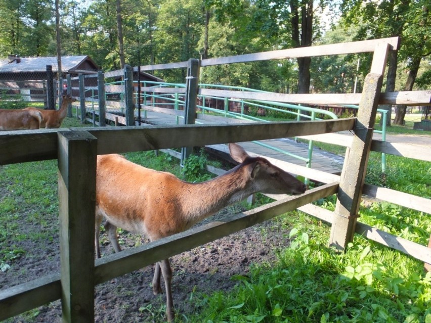 Białystok. Akcent ZOO