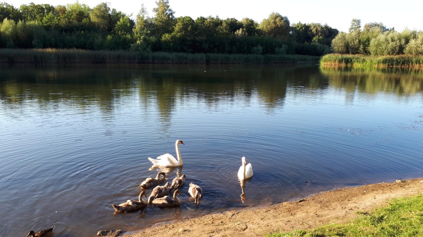 Rodzina łabędzi (staw Hutnik Park Śląski)